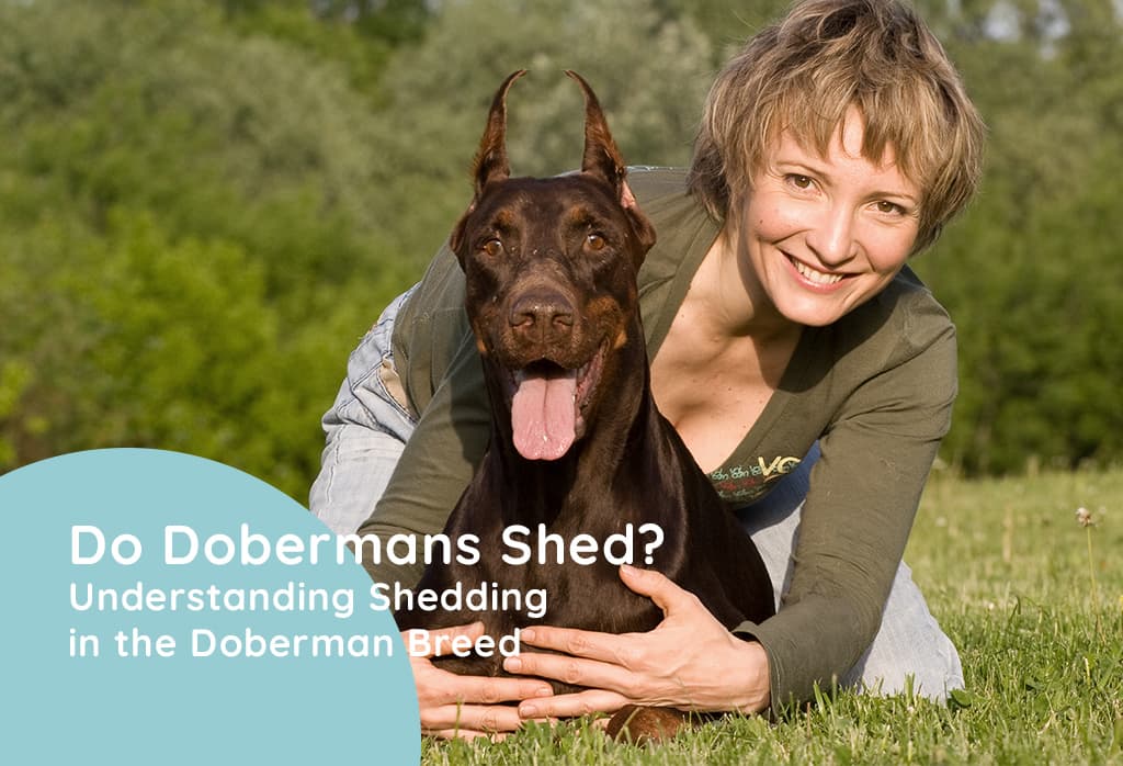 Do Dobermans shed? Causes and How to Manage
