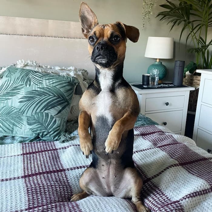 Frorkie or French Bulldog Yorkie Mix Breed dog standing in bed