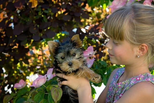 Girl holding a small Yorkshire Terrier using her hands