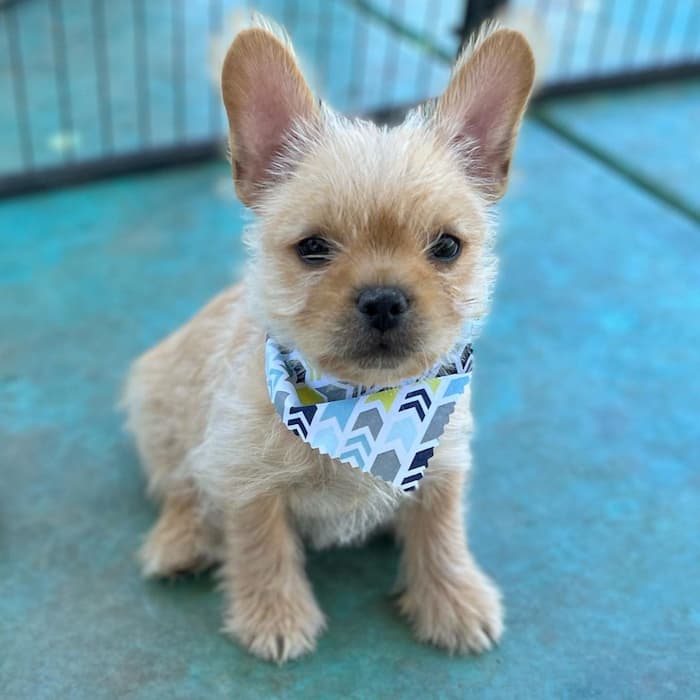 Golden colored Frorkie or French Bulldog Yorkie Mix Breed puppy with handkerchief on its neck