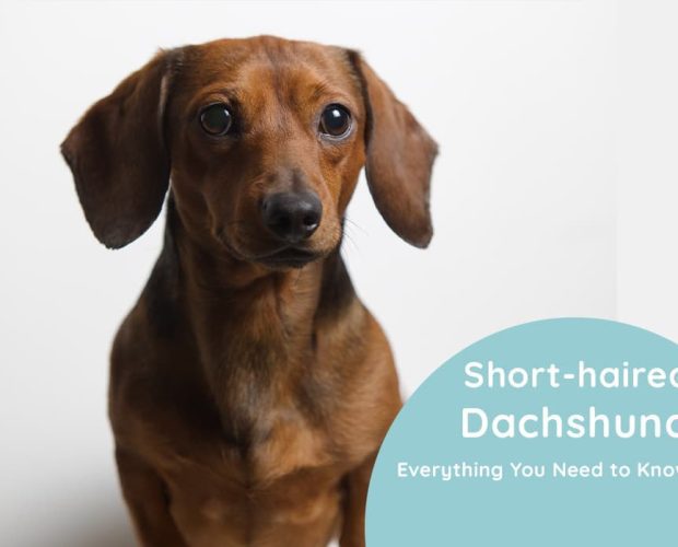 Short-haired dachshund Everything You Need to Know