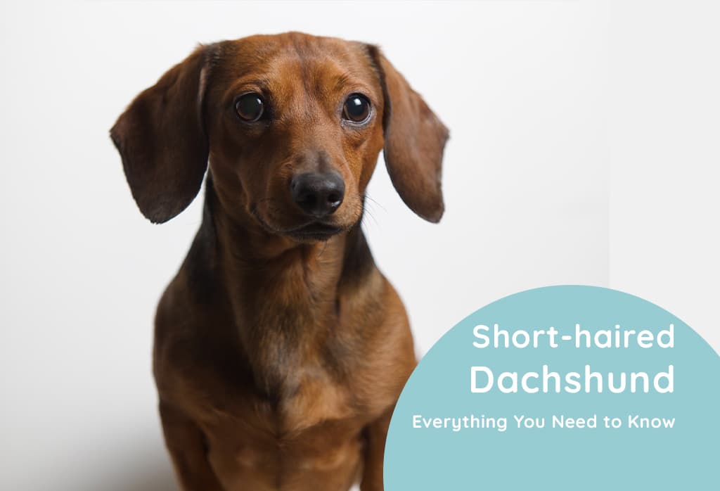 Short-haired dachshund Everything You Need to Know