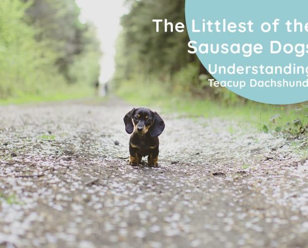 Teacup Dachshund: Everything You Need to Know