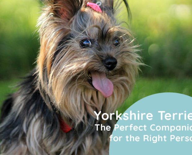 Yorkshire Terrier Pros and Cons, History, Temperament, and More