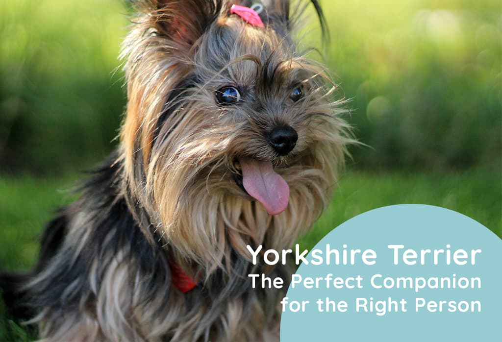 Yorkshire Terrier Pros and Cons, History, Temperament, and More