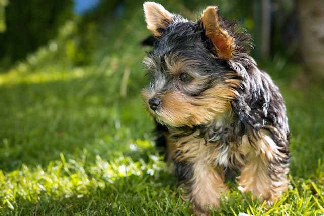 Yorkshire Terrier dog standing in the grass, non-shedding dog