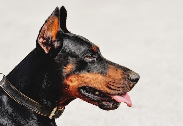 a close up side view of a doberman pinscher dog with its tongue out