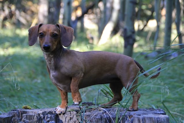 a cute short-haired dachshund standing on the tree stump