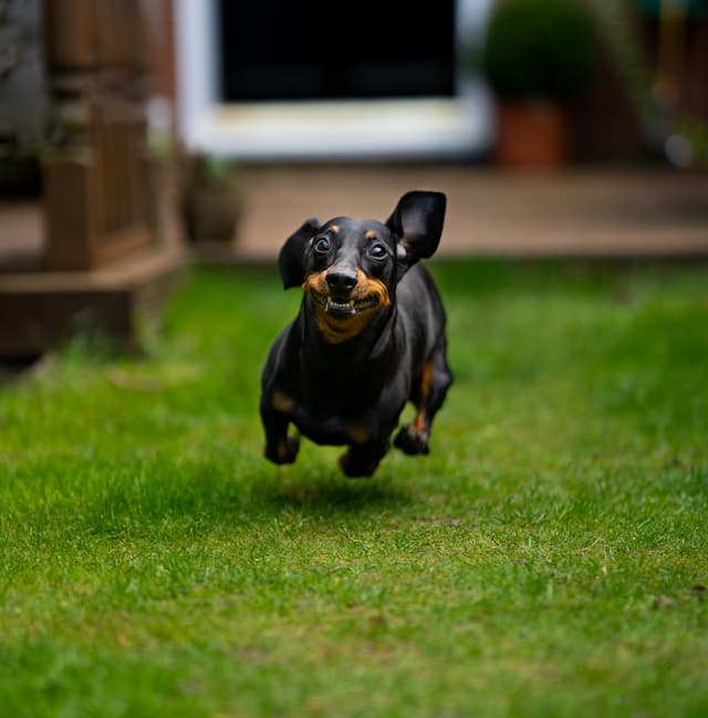 dark or black sausage dachshund dog running with its teeth out