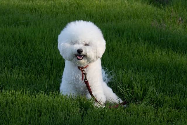 Bichon Frise, non-shedding dog