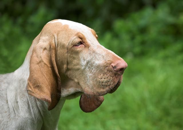 Bloodhound, dog with long ears