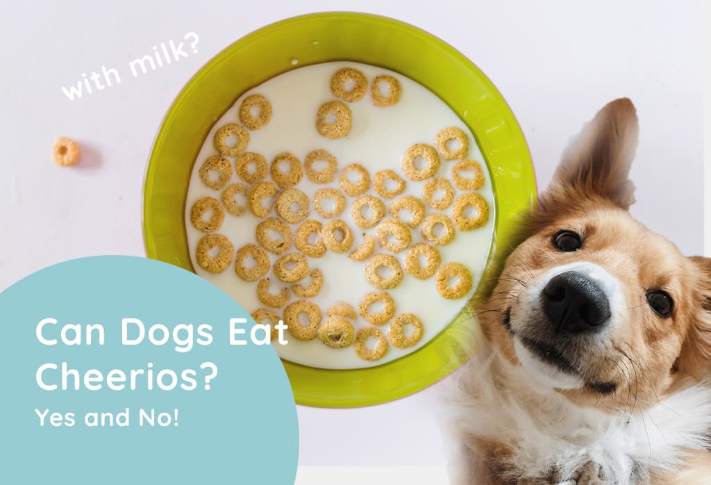 Can Dogs Eat Cheerios