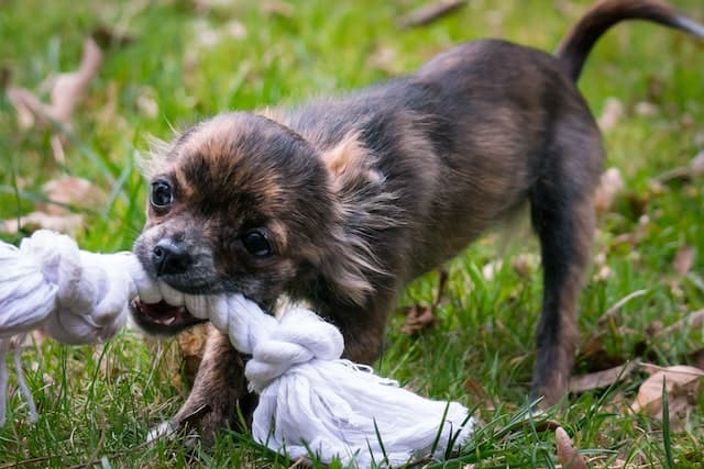 Chihuahua biting a rope, shaking