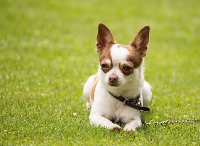 Chihuahua sitting in the grass