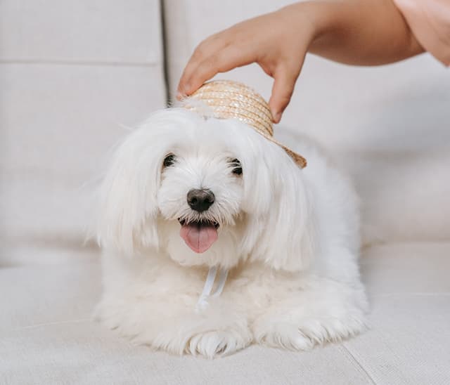 Coton de Tulear non-shedding dog