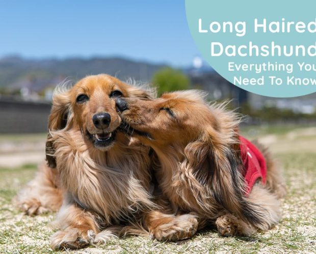 Dachshunds With Long Hair: Everything You Need To Know