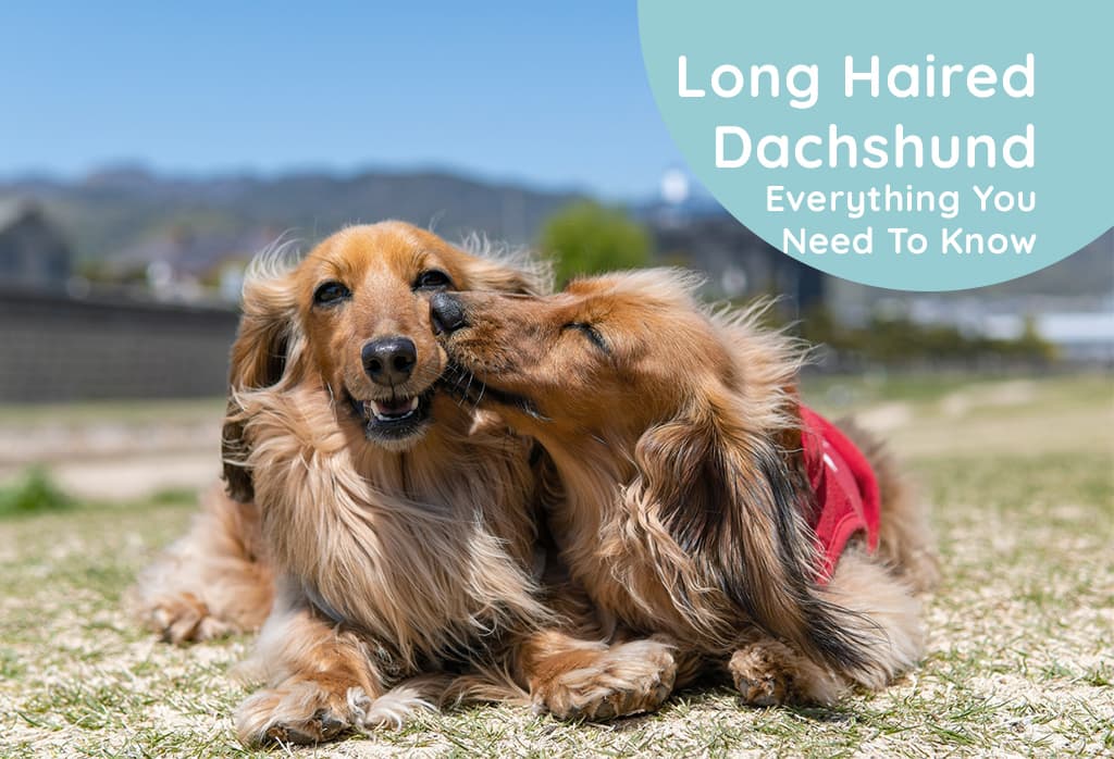 Dachshunds With Long Hair: Everything You Need To Know