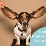Dog Breeds with Long Ears