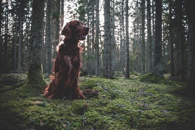 Field Spaniel, dog with long ears