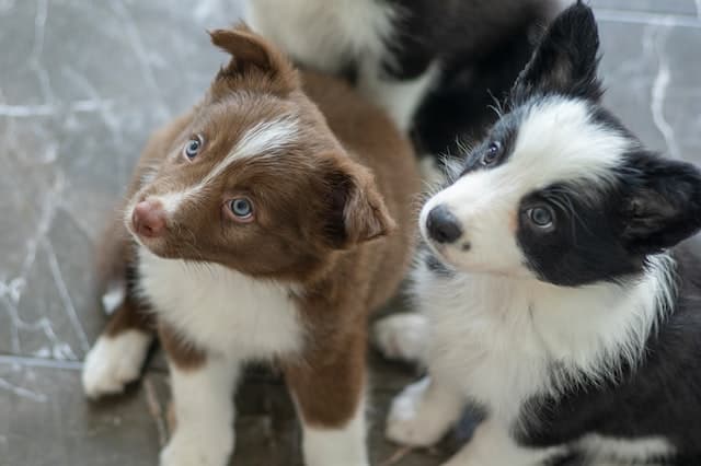 Train Your Border Collie to Ignore Other Dogs