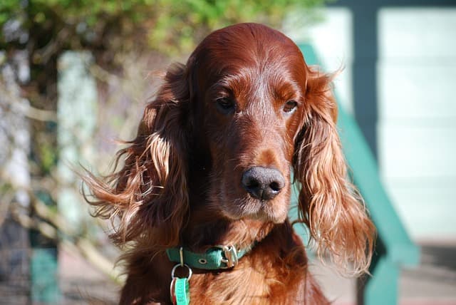Irish Setter, dog with long ears