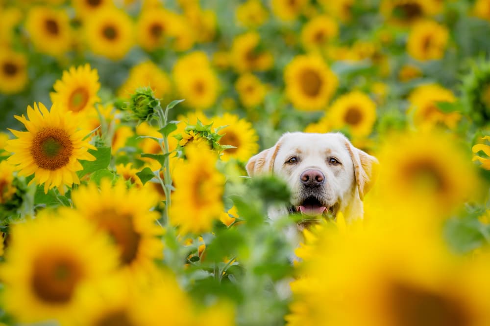 Labrador retriever eating sunflower leaves