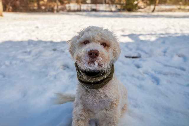 Lagotto Romagnolo, non-shedding dog