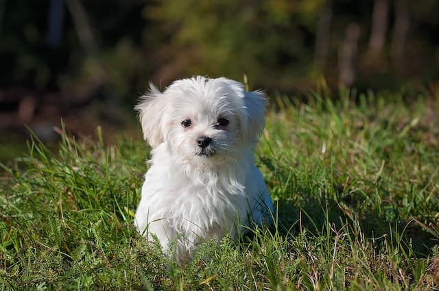Maltese, non-shedding dog