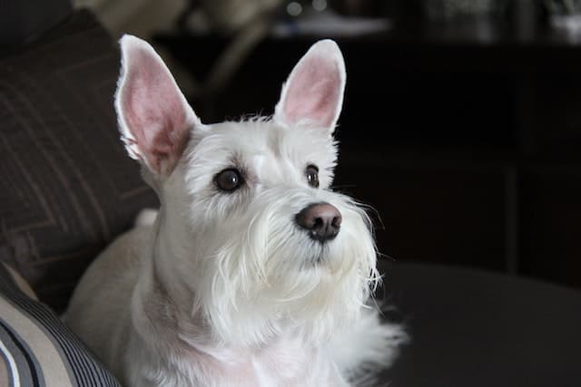 Miniature Schnauzer, non-shedding dog