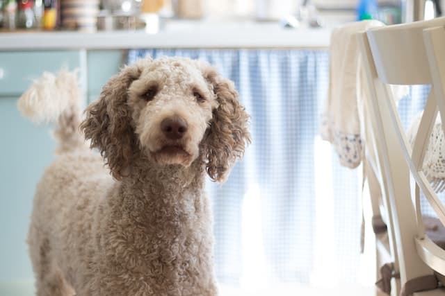 Poodle non-shedding dog