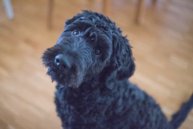 Portuguese water dog, non-shedding dog