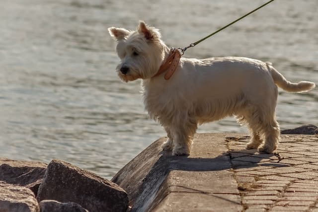 West Highland White Terrier, non-shedding dog