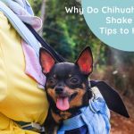 Why Do Chihuahuas Shake and Tips to Help