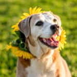 Why Do Dogs Eat Sunflower Leaves