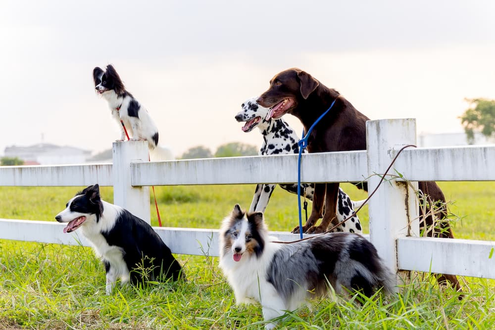 different dog breeds stand near the fence