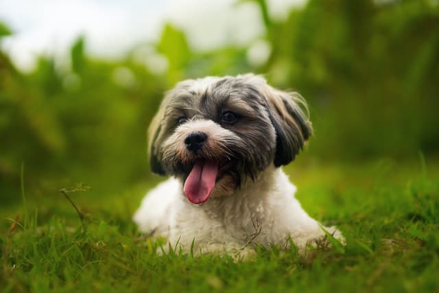 havanese, non-shedding dog