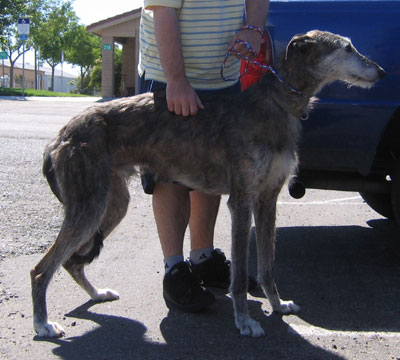 American Staghound for coyote hunting