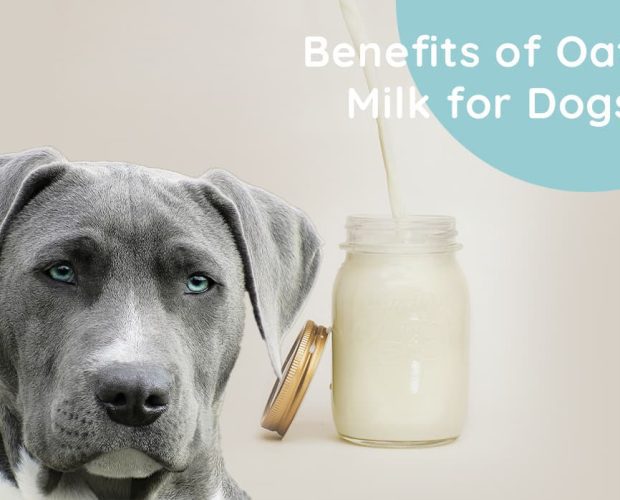 Benefits of Oat Milk for Dogs A Nutritious and Safe Alternative
