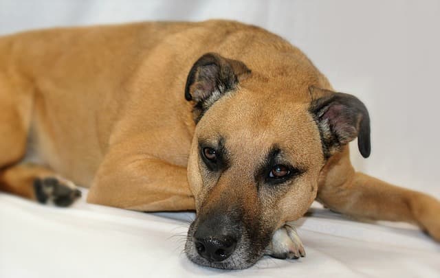 Black Mouth Cur a coyote hunting dog