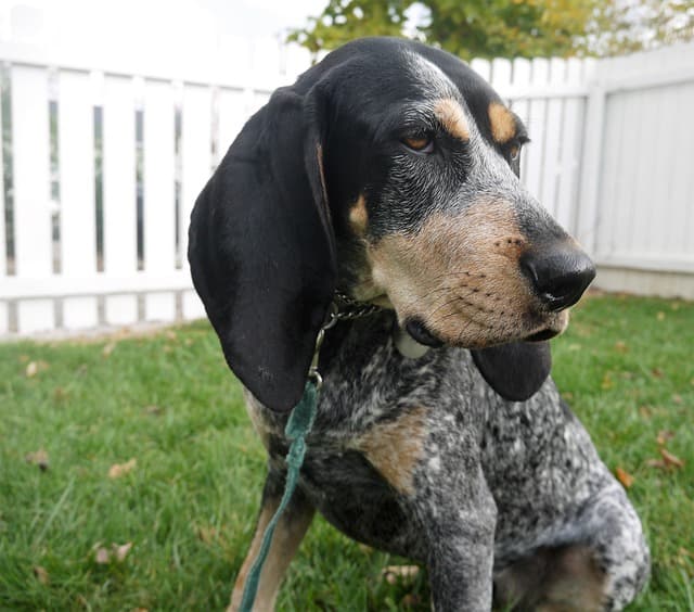 Bluetick Coonhound a coyote hunting dog