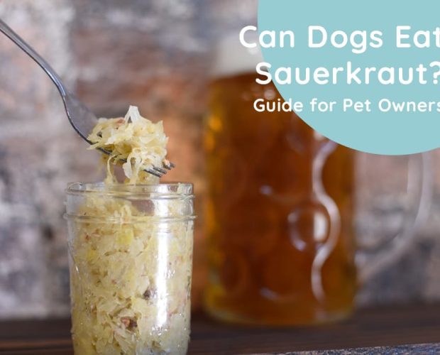 Can Dogs Eat Sauerkraut Guide for Pet Owners
