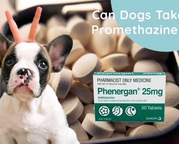 Can Dogs Take Promethazine