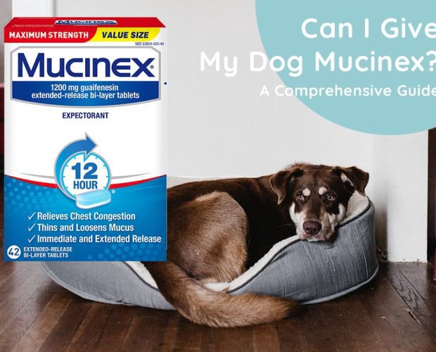 Can I Give My Dog Mucinex? A Comprehensive Guide