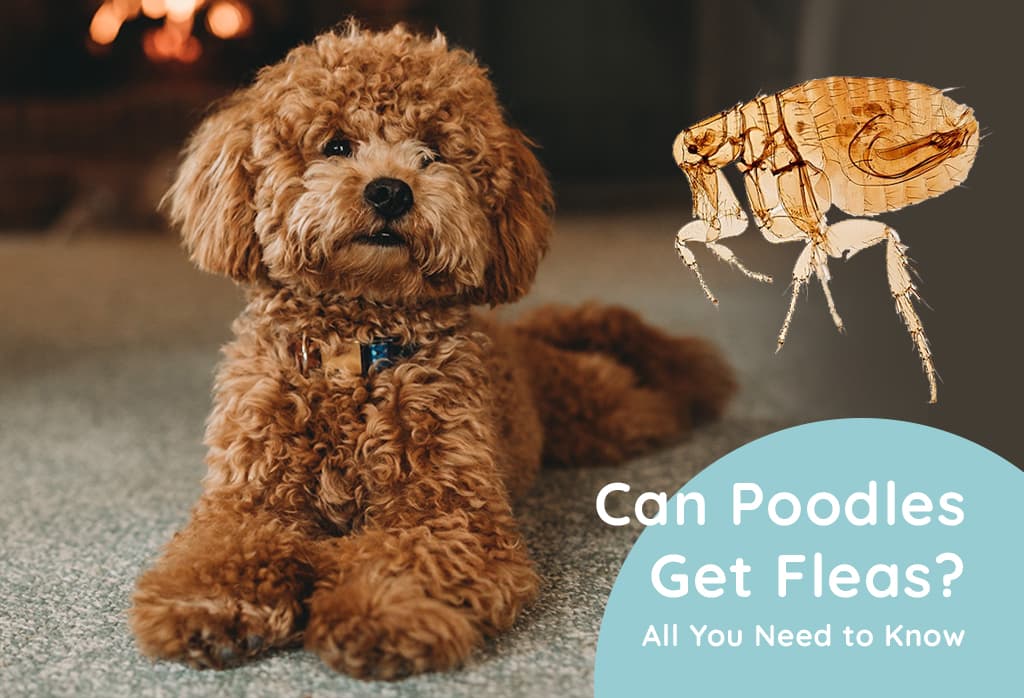 Can Poodles Get Fleas