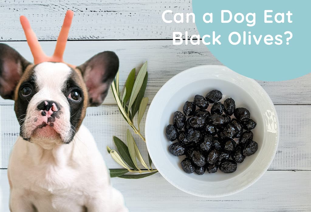 Can a Dog Eat Black Olives