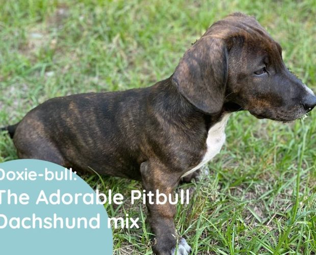 Doxie-bull: The Adorable Pitbull Dachshund mix