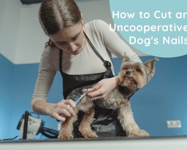 How to Cut an Uncooperative Dog's Nails: Tips and Techniques