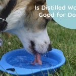 Is Distilled Water Good for Dogs