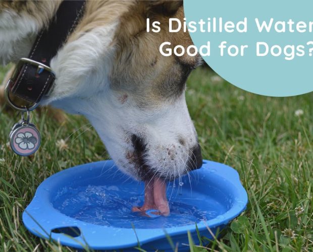 Is Distilled Water Good for Dogs