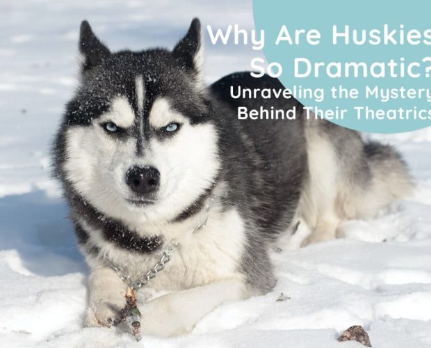 Why Are Huskies So Dramatic? Unraveling the Mystery Behind Their Theatrics